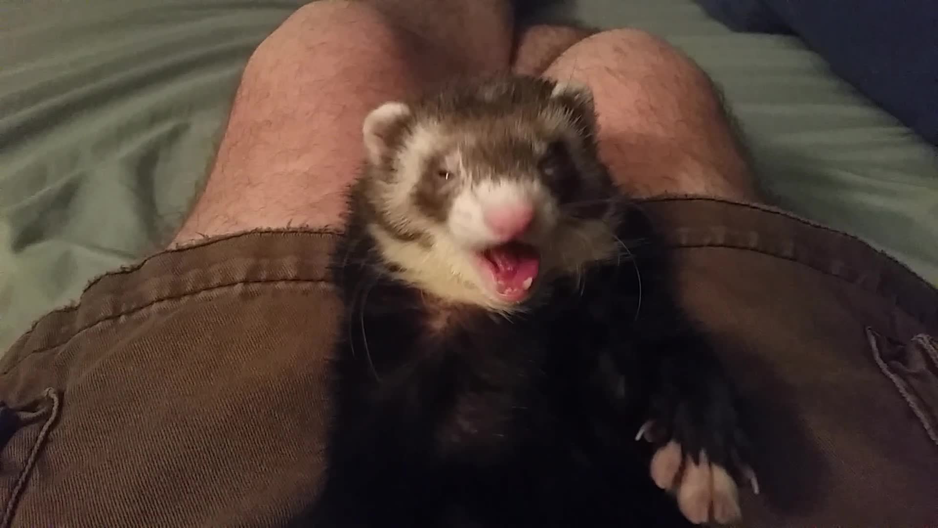 Sleepy Ferret Cant Keep His Eyes Open Video 9981