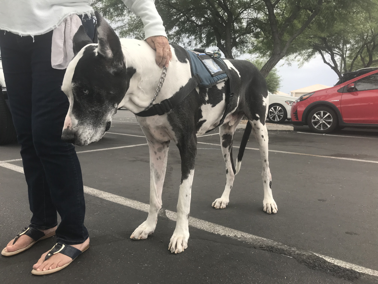 With a service dog at her side, Milford girl is one cool kid - The