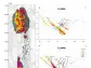 Northern Graphite Announces Updated Mineral Resource Estimate for Lac-des-Iles Mine