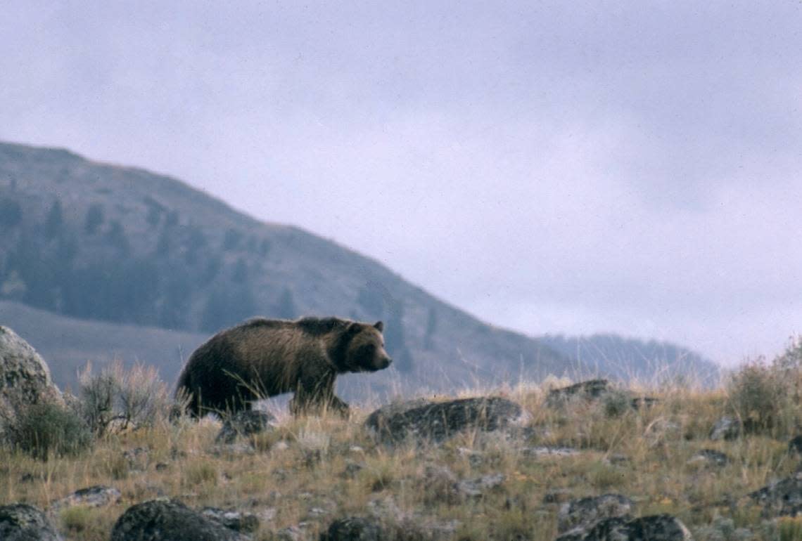 Tourists fed grizzly from their car at Grand Teton ' and the bear had to be relocated