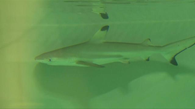 Naissance Rare D Un Bebe Requin A Pointes Noires A L Aquarium De Paris