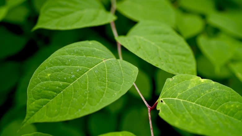 Japanese knotweed causing problems in Toronto, conservationists warn