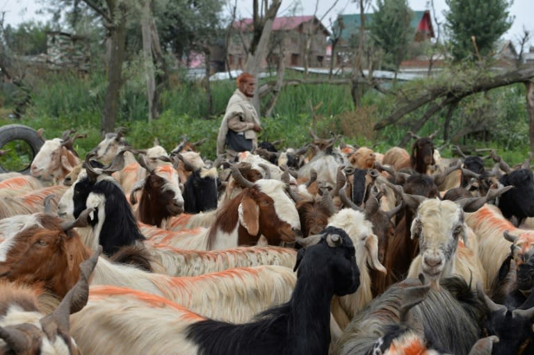 Animal vendors normally do brisk business during the Muslim festival but this year the lockdown has prevented people from withdrawing cash and visiting markets (AFP Photo/Sajjad HUSSAIN)