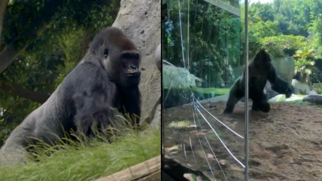 Dueling Gorillas Crack Glass of Enclosure at San Diego Zoo ...