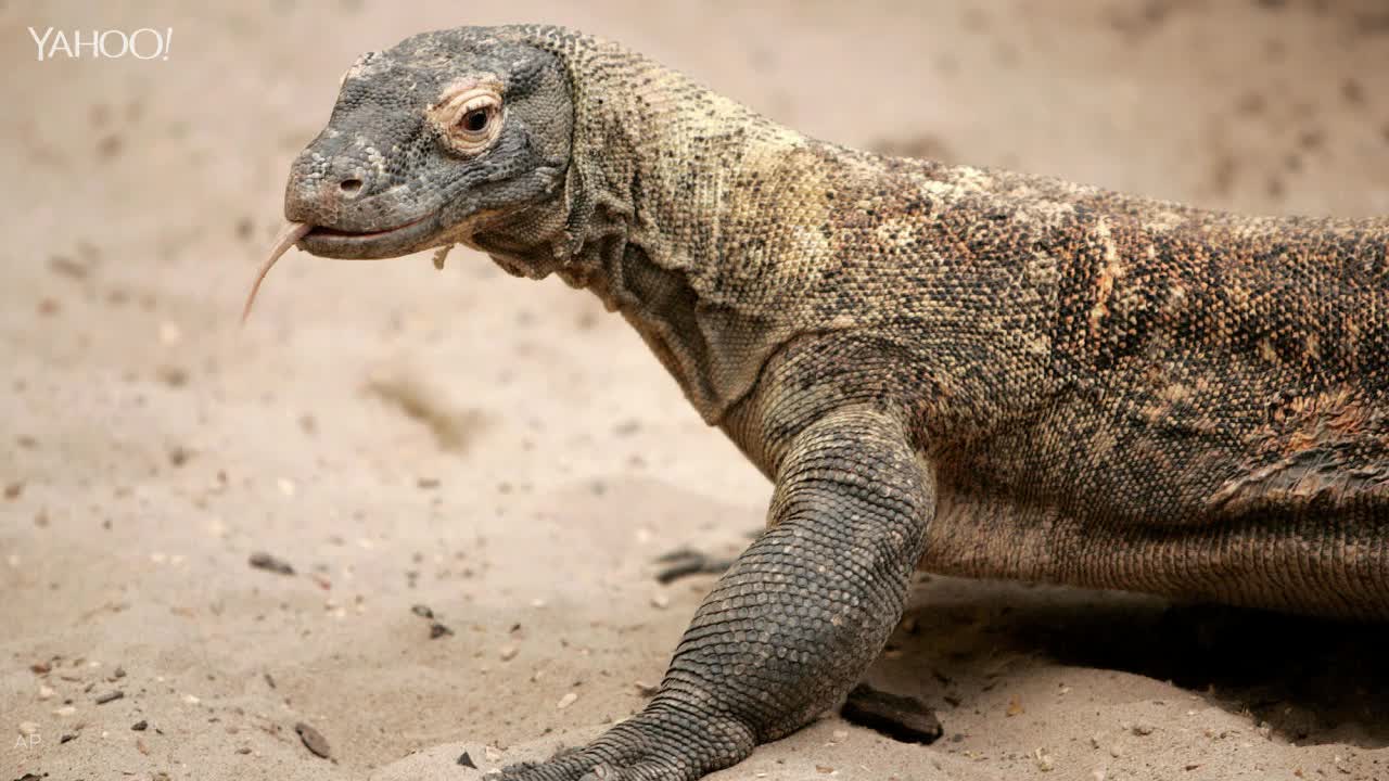 Komodo Dragon Bites Tourist In First Attack On Humans In Five Years