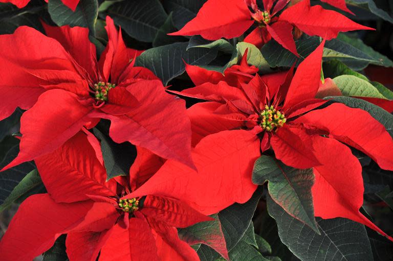 where to buy christmas flowers
