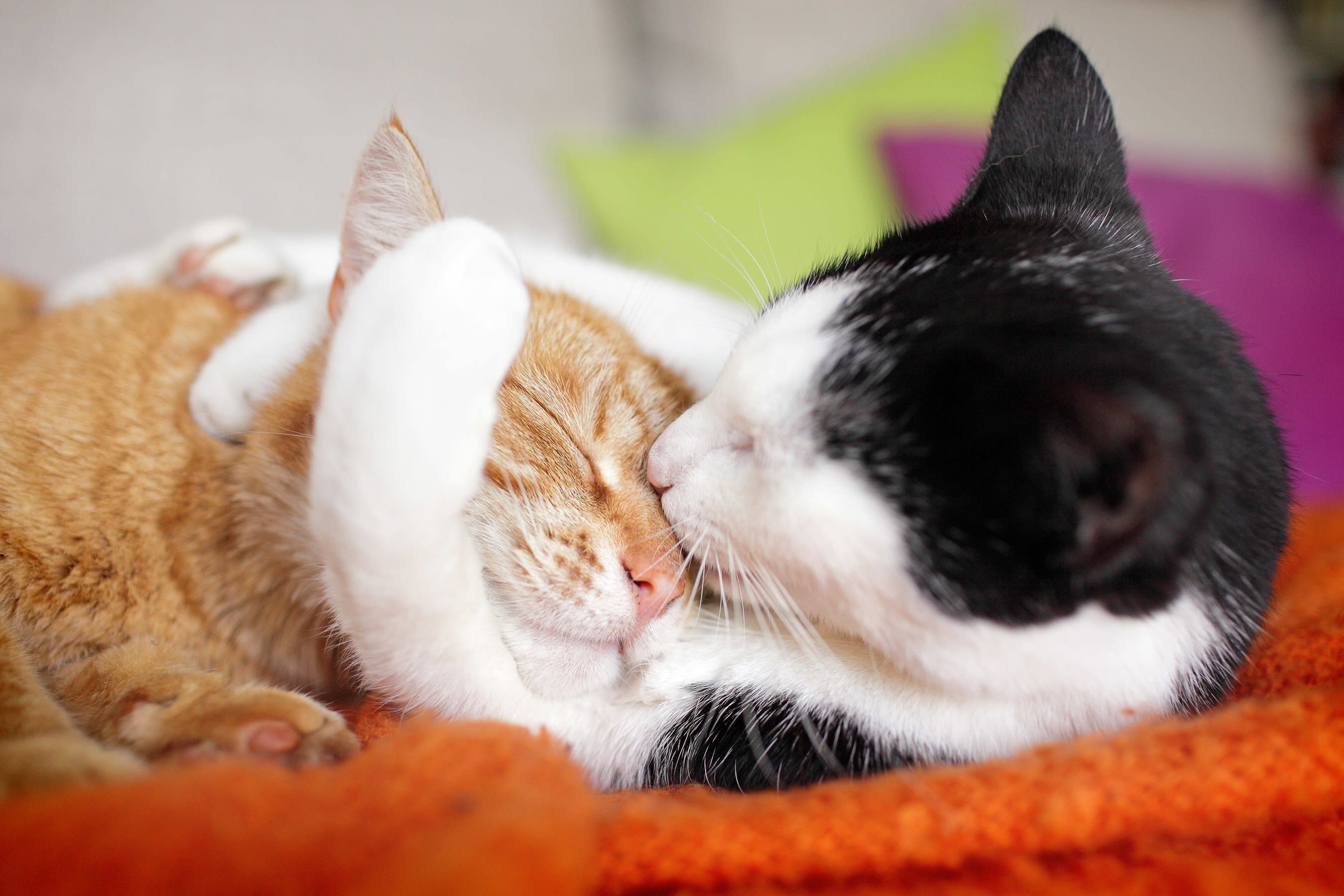 Does Your Cat Love You? 10 Unique Ways 