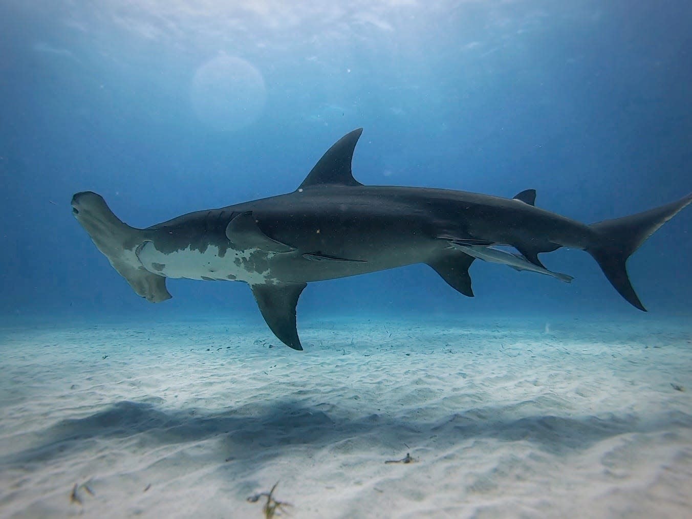 Viral video shows hammerhead sharks circling Florida beachgoers