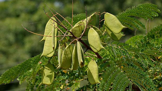 Manfaat Daun Dukung Anak Untuk Pria