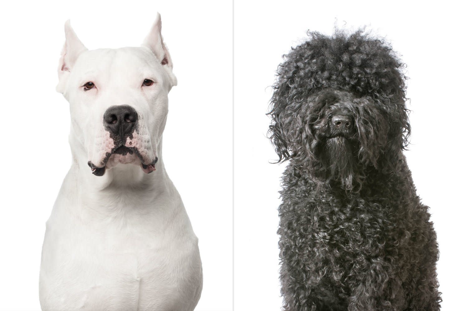 american-kennel-club-just-announced-two-new-dog-breeds-meet-the-cool