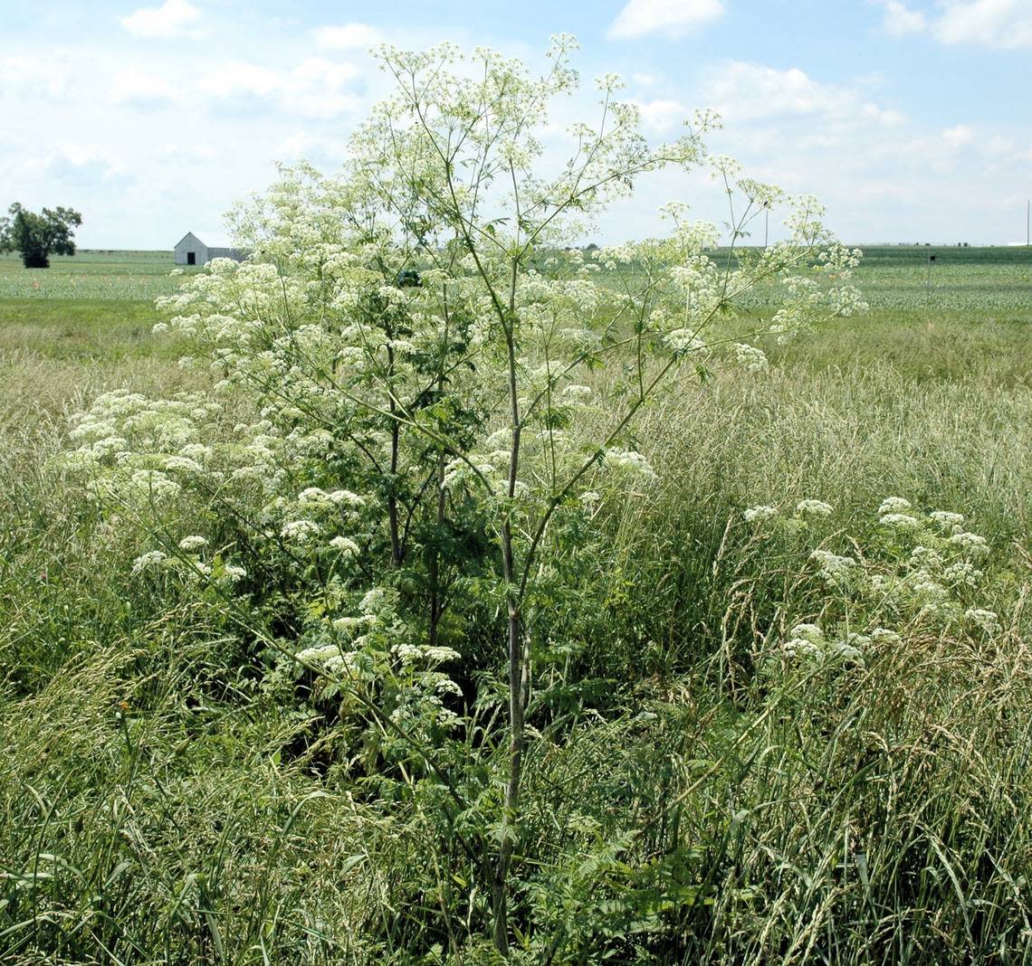 This poisonous plant is blooming in Kentucky. Here’s what you need to know.