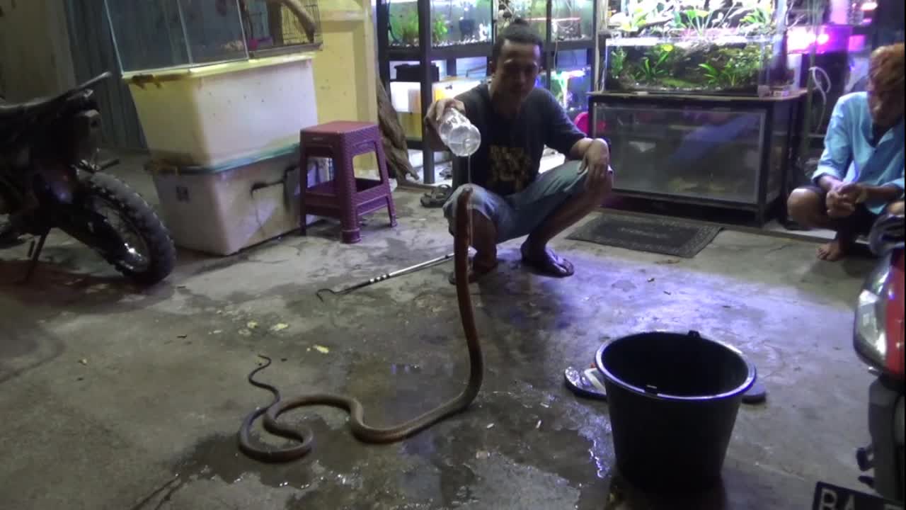 man in indonesia shows how to help a 9ft king cobra shed