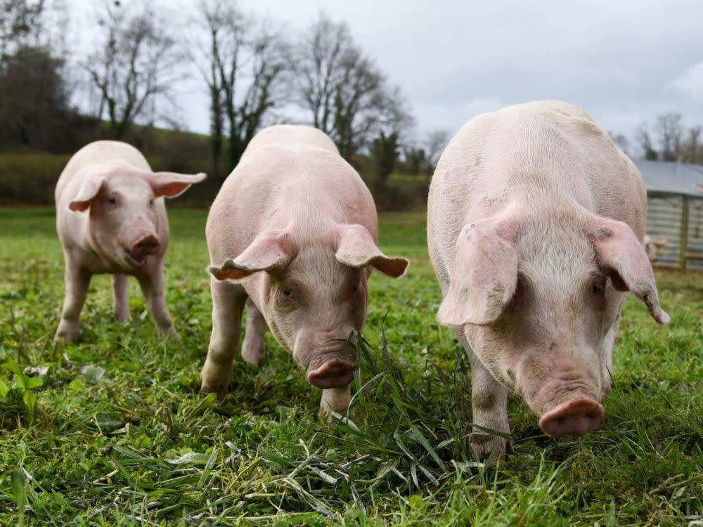 Premiere Des Chirurgiens Implantent Un Organe Entier De Cochon Chez Un Humain