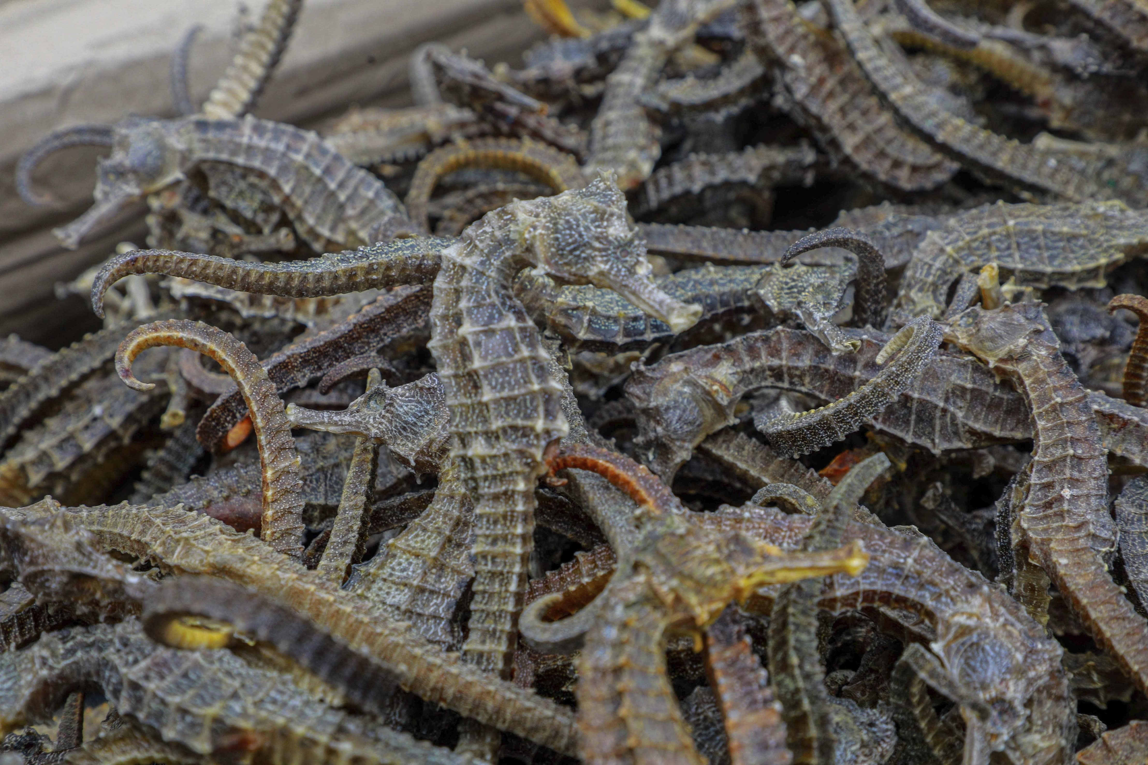 Peruvian authorities: 12.3 million dried seahorses seized