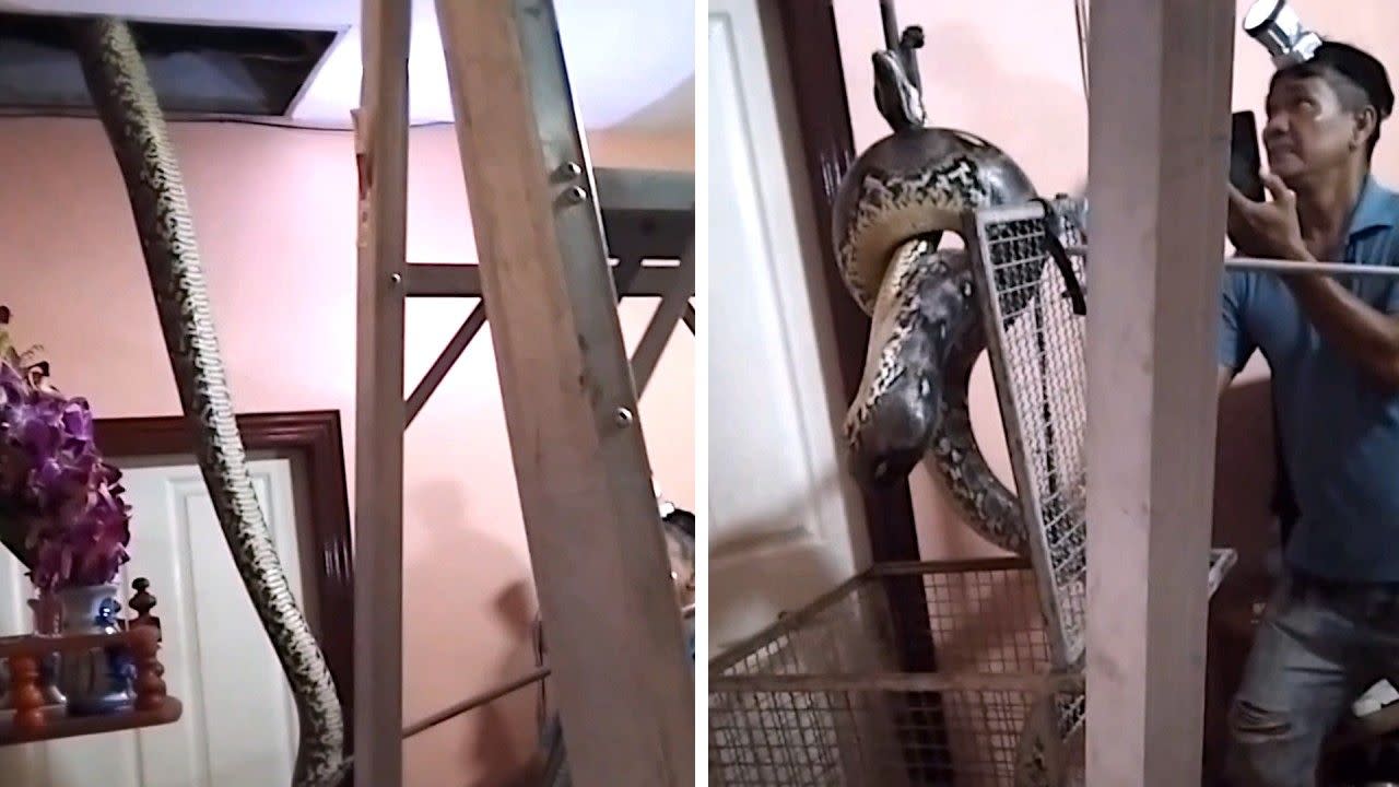 Giant 19ft python removed from Thailand home