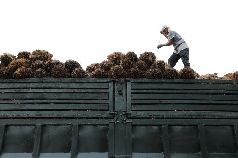 Pembeli terbesar India lebih memilih minyak sawit Malaysia karena harga naik di Indonesia