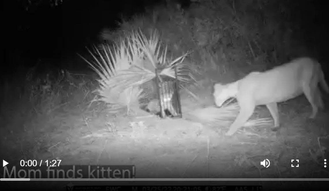 ‘Reunited and it feels so good.’ Watch a Florida panther finally find her lost k..