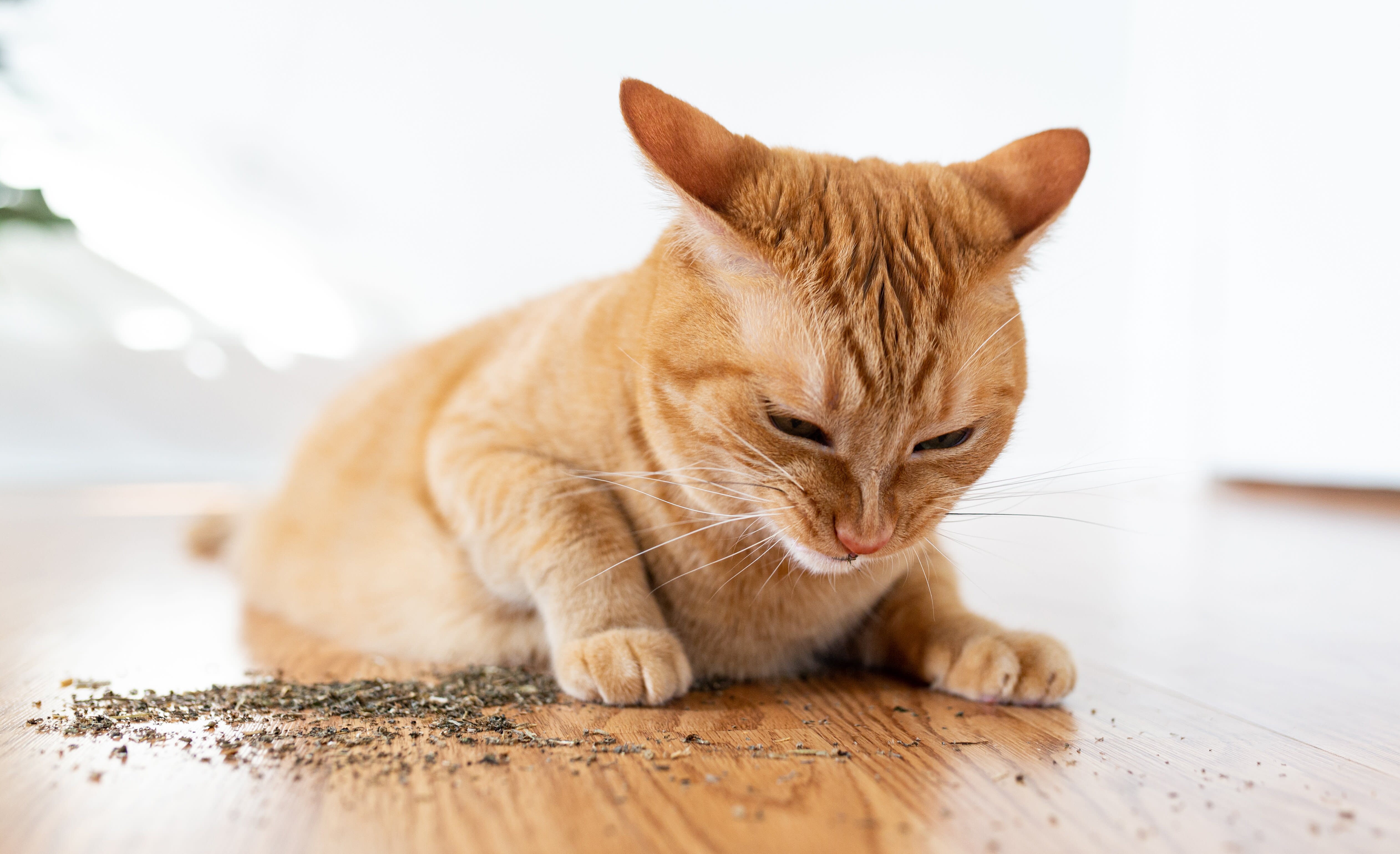 what-is-catnip-and-how-does-it-affect-your-cat