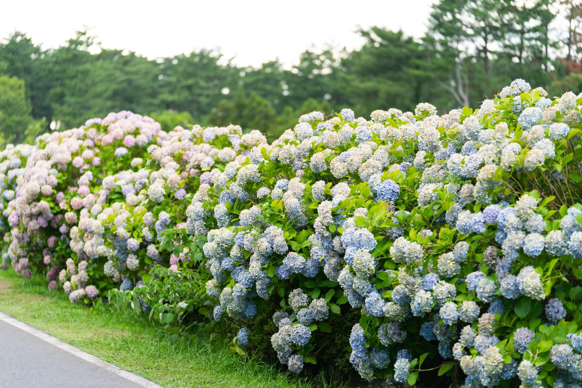 How and When to Deadhead Hydrangeas to Keep Them Blooming ...