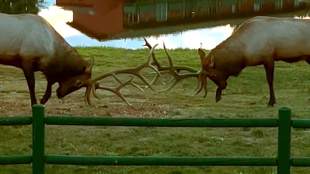 Flimsy fence becomes casualty of war in intense elk duel