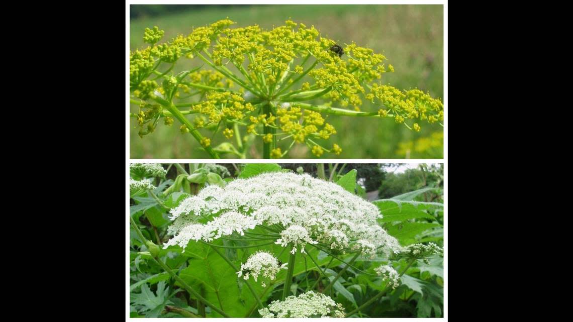 ‘Don’t touch these plants,’ officials warn. Their sap can burn and scar your ski..