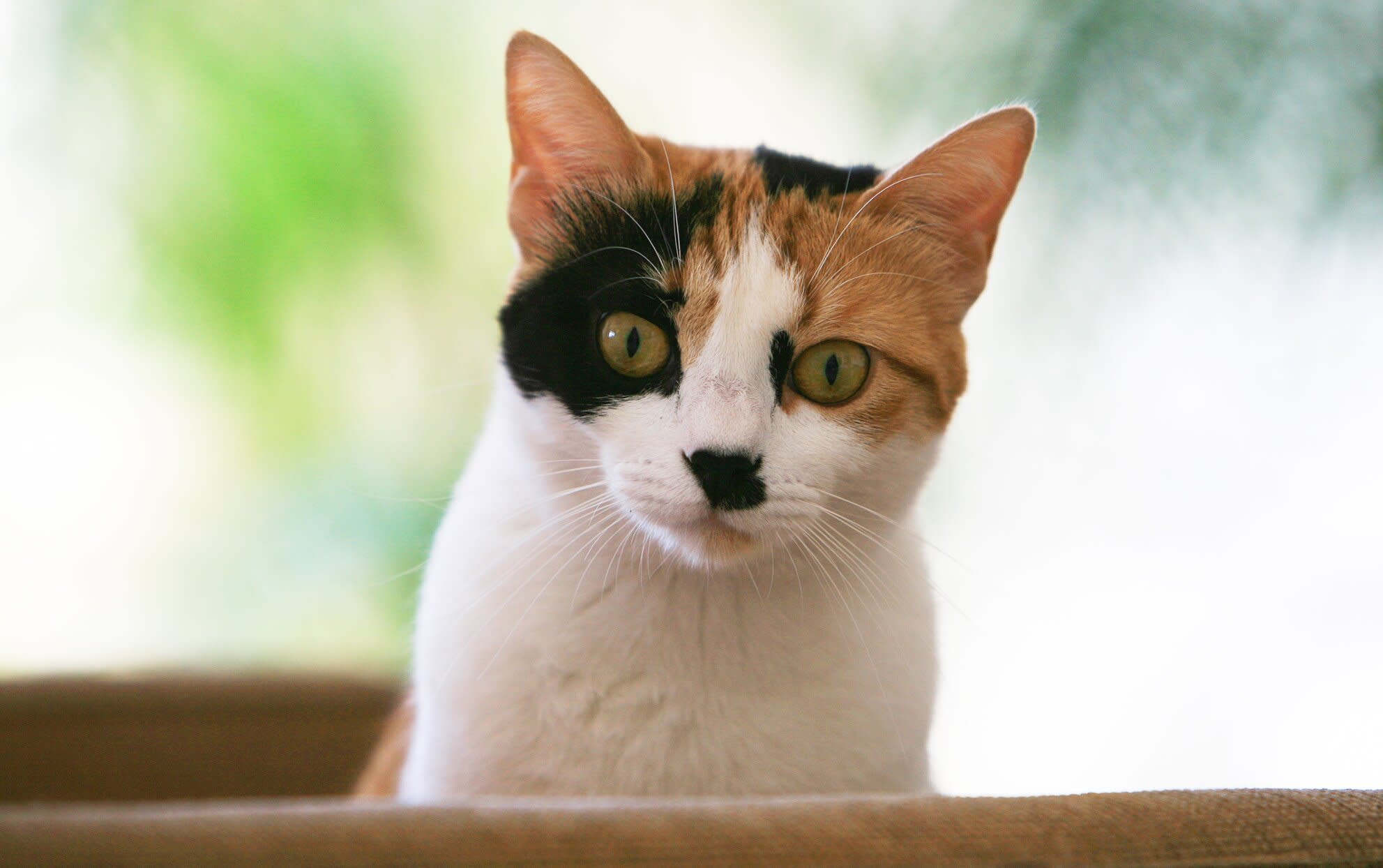 The 50 Most Popular Calico Cat Names for Your Multi-Colored Kitty