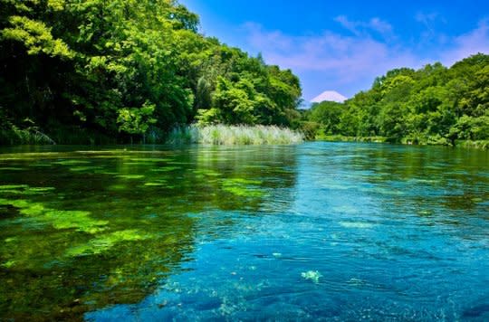 秘景】日本三大清流「柿田川」