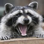 Woman Drowns Raccoon to Save Her Thumb In The Ultimate Tale of Man vs. Beast