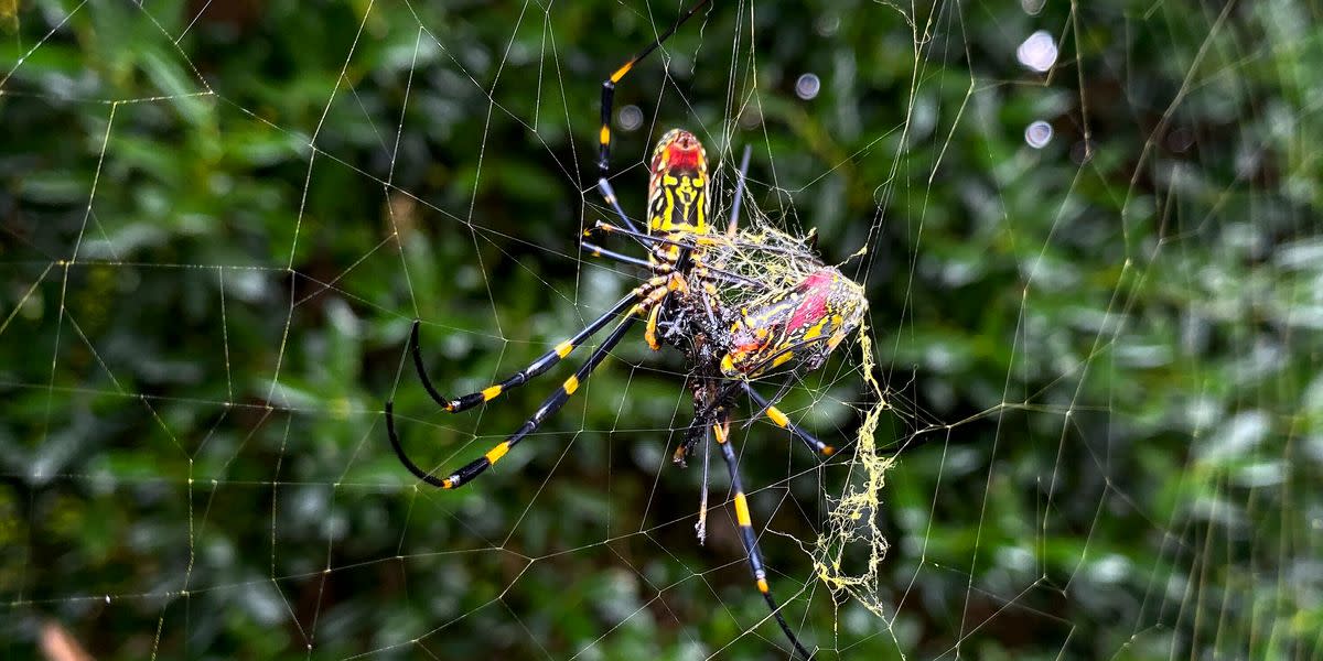 There's Probably No Stopping Big Invasive Spiders From Blanketing The East Coast