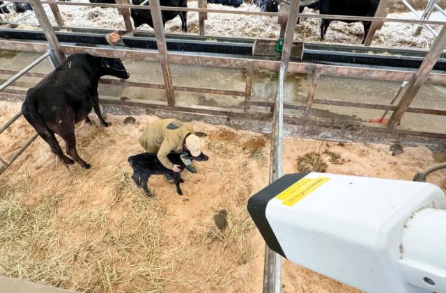 Nikons new AI imaging system warns farmers when cows are about to give birth