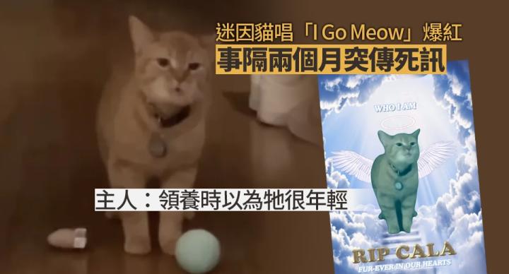 「I Go Meow」迷因貓突傳死訊
