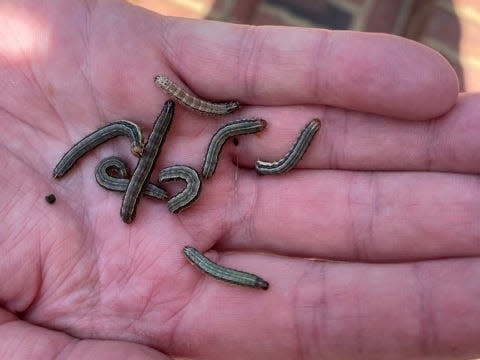 Lawn-care companies are swamped as armyworms decimate entire lawns within hours and spread north, in part due to climate change