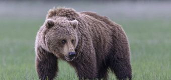 
Gone for decades, grizzly bears will soon return to Washington state