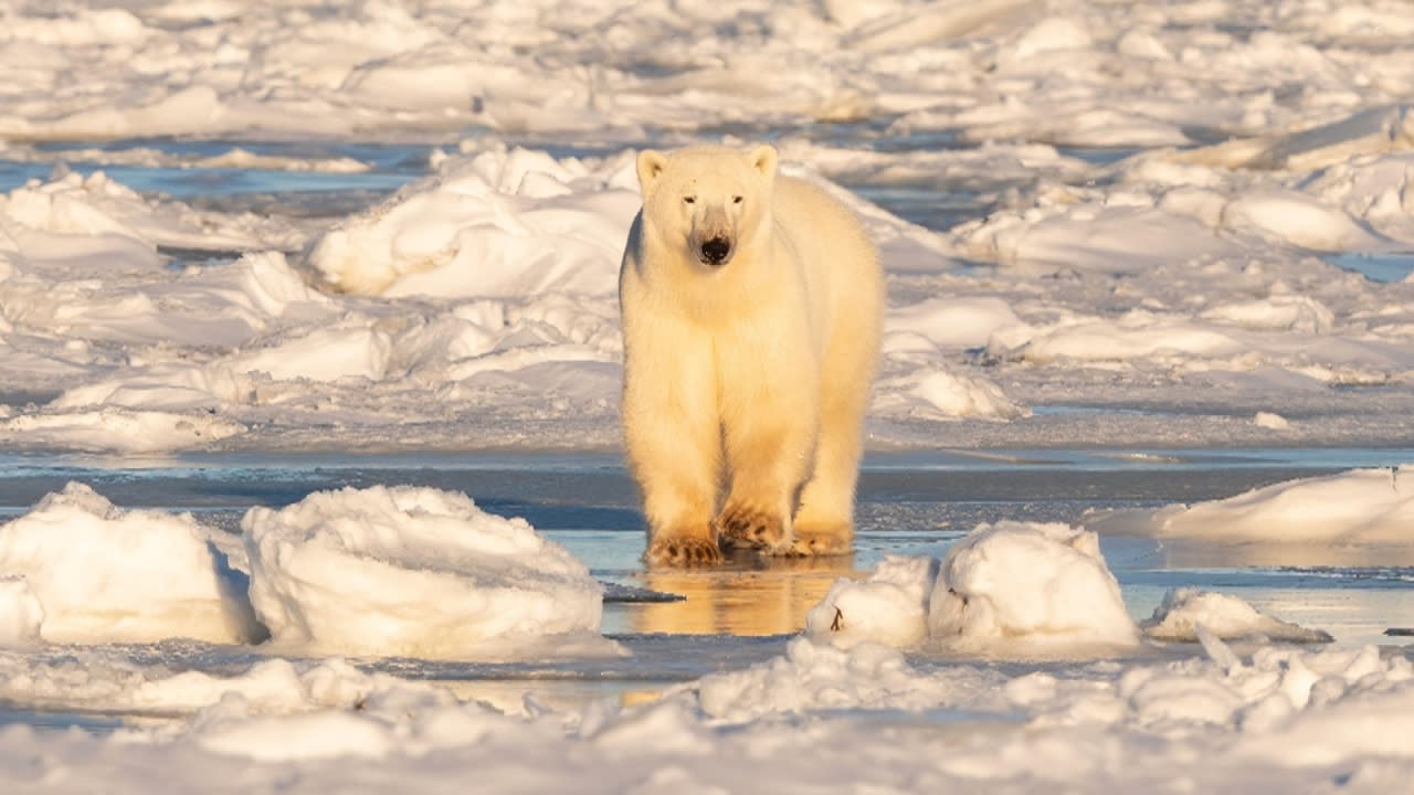 Climate change and loss of sea ice putting polar bears at risk of  starvation, collar cameras show - ABC News