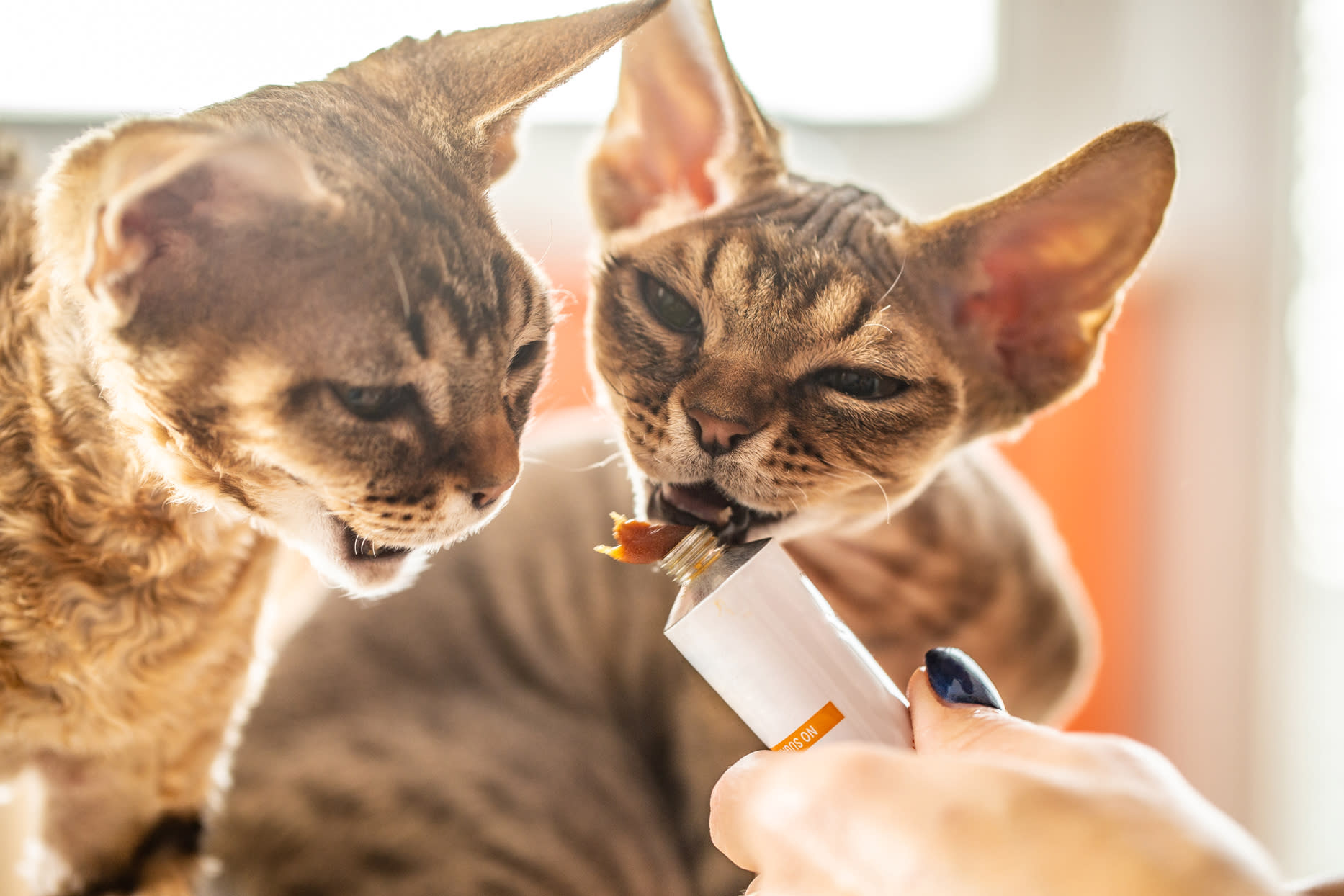 10 of the Best All-Natural Cat Treats.