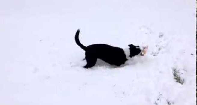 Irish Dog Loves The Beast From The East