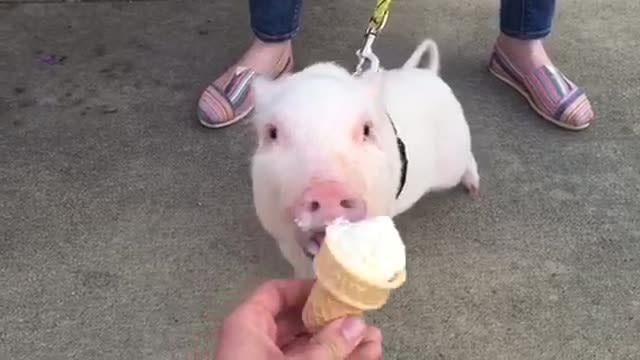 cute pig eating ice cream