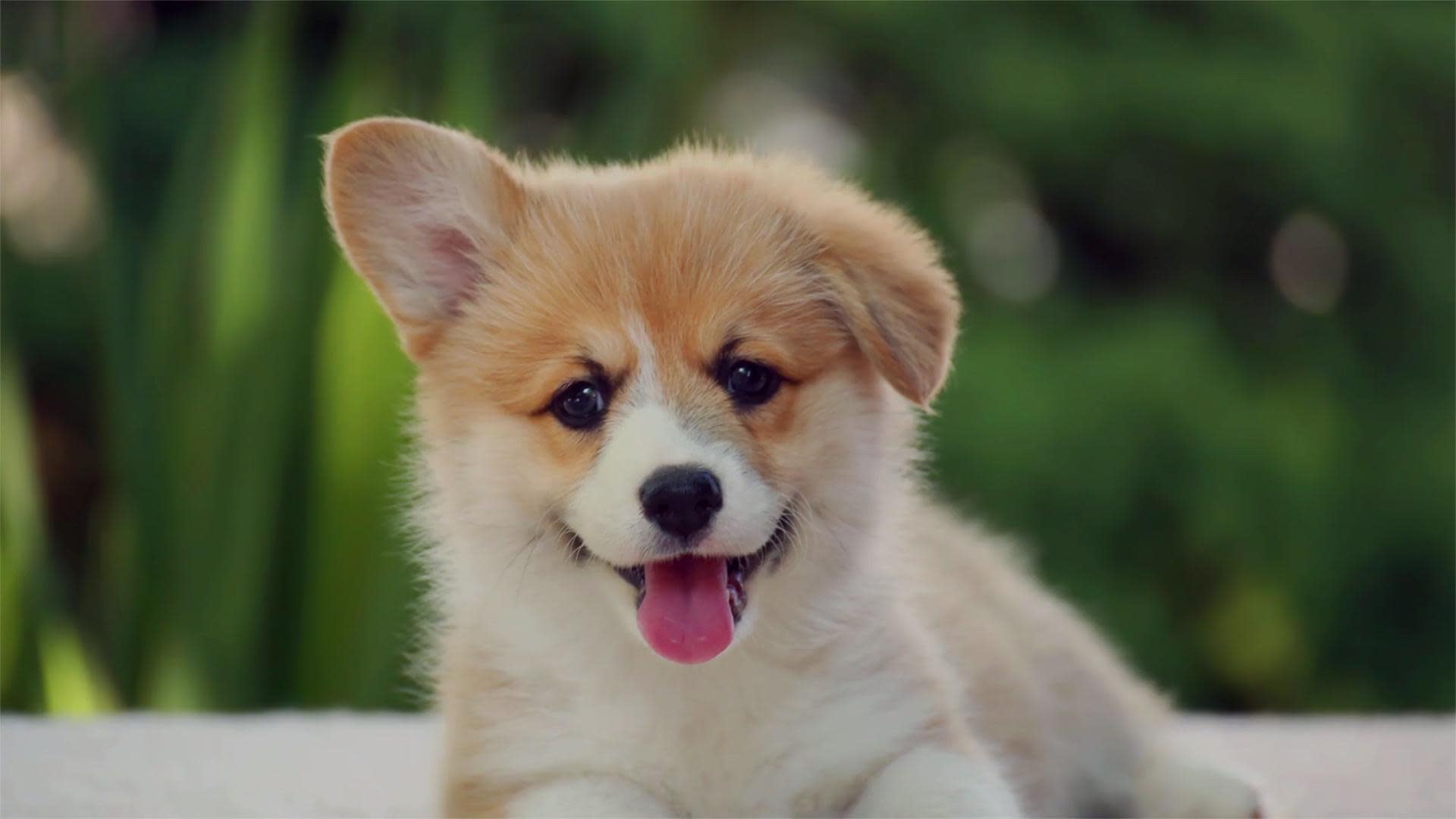 Dog Getting Hit By Frisbee 1920x1080