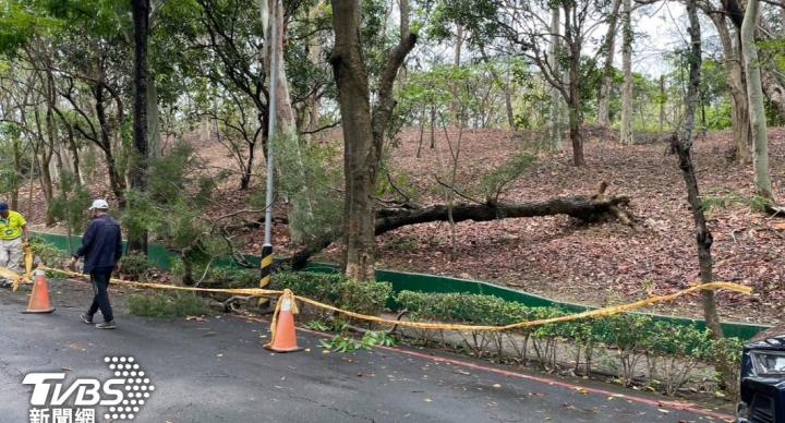 遭路樹砸頭當場昏迷 搶救不治