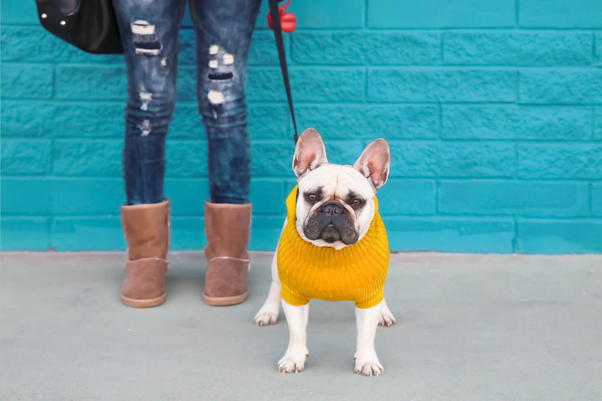 Pets on Poshmark: You Can Now Buy and Sell Pet Items on the Online Retailer