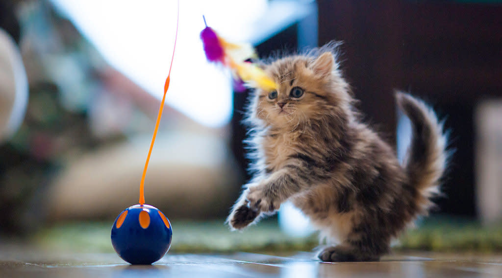 Chien Vs Chat Qui Est Le Plus Drole Le Zapping Video