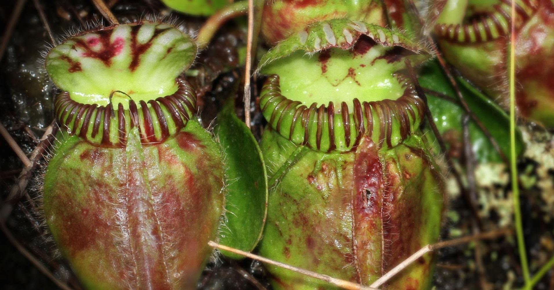 How carnivorous plants  developed their taste for prey