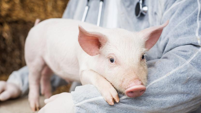 Veterinarian holding a pig.