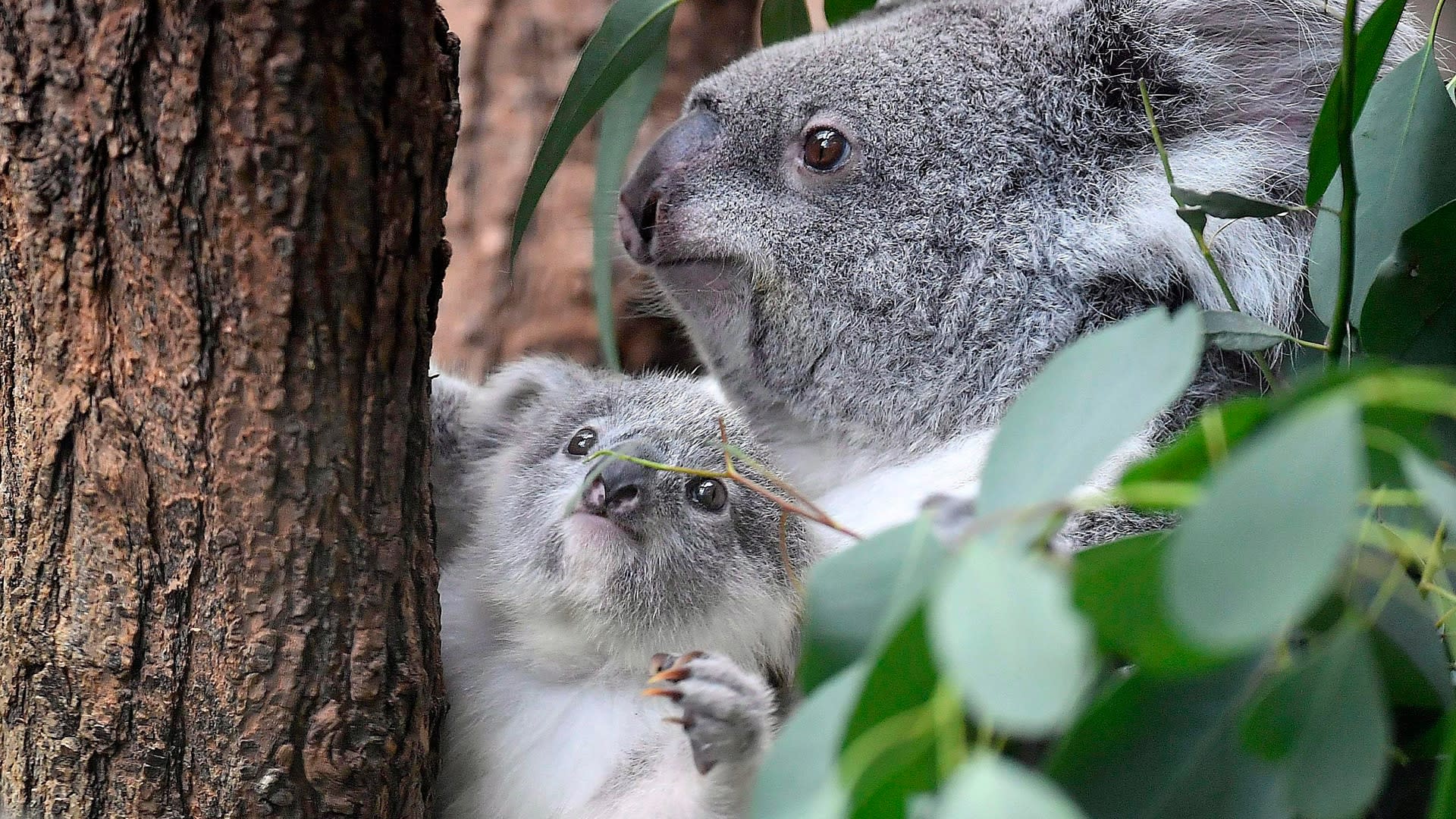 We once killed 600,000 koalas in a year. Now they're Australia's 'teddy  bears'. What changed? - ABC News