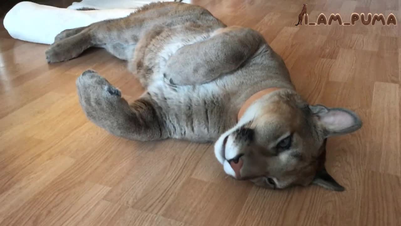 domesticated puma