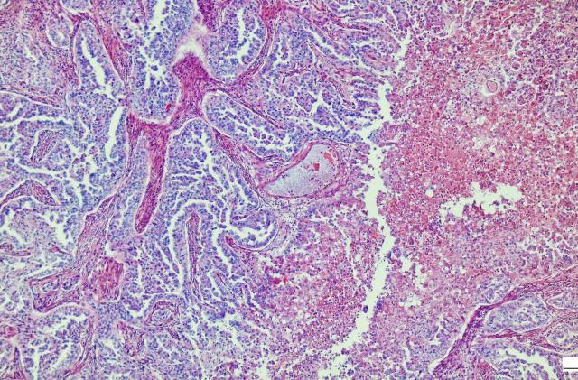 Education anatomy and phistopathology of Tongue under the microscopic in laboratory.