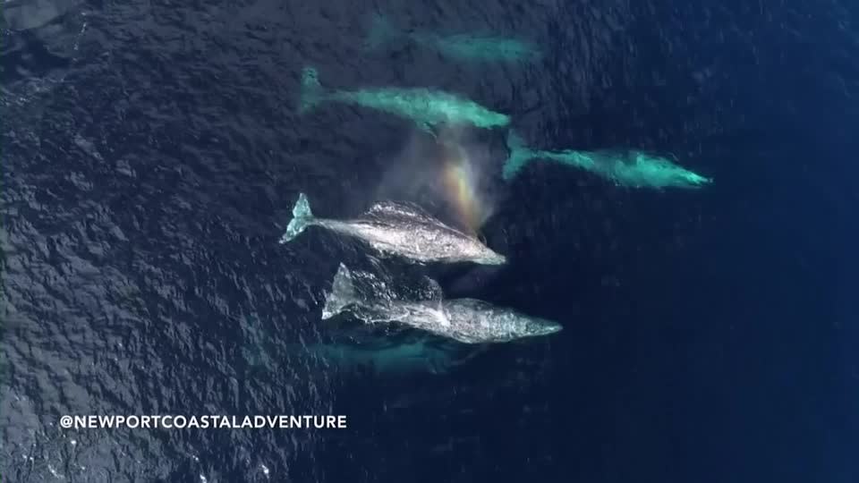 477 whales die in 'heartbreaking' New Zealand strandings