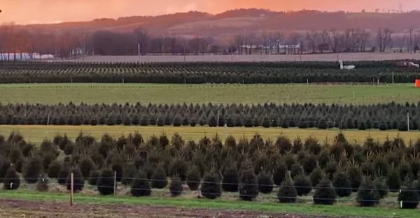 Christmas Tree Shortage North Carolina 2021