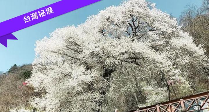 四月追「雪海」24大流蘇花景