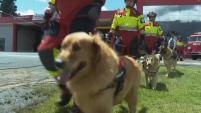 Quito Fire Department rescue dogs lauded at retirement ceremony